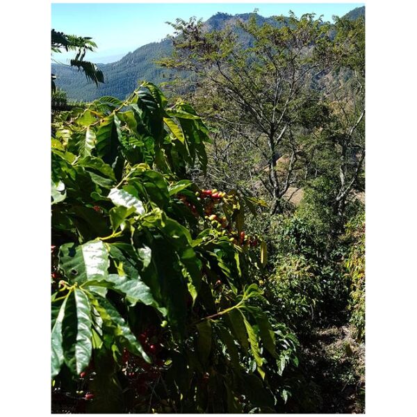 Cerro Los Tamales, El Salvador - Bilde 2