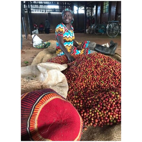 Rukira, Kenya Våtforedlet - Bilde 3