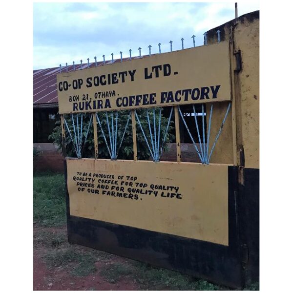 Rukira Nyeri, Kenya bærtørket - Bilde 3
